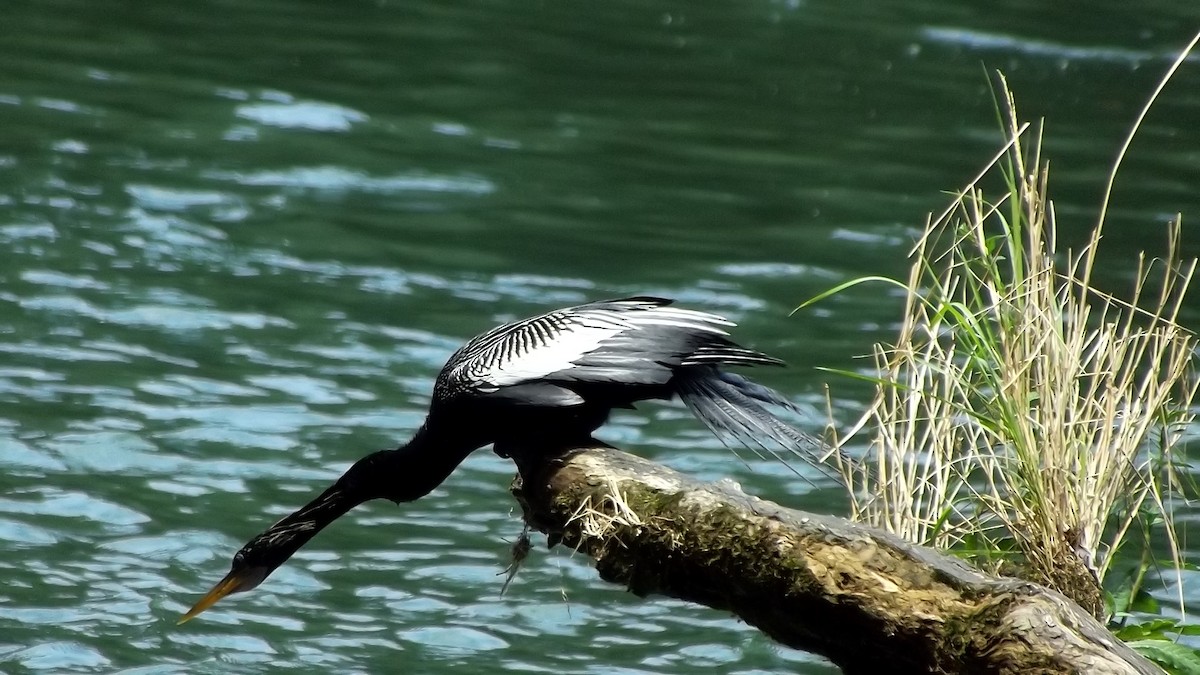 Anhinga d'Amérique - ML592897451