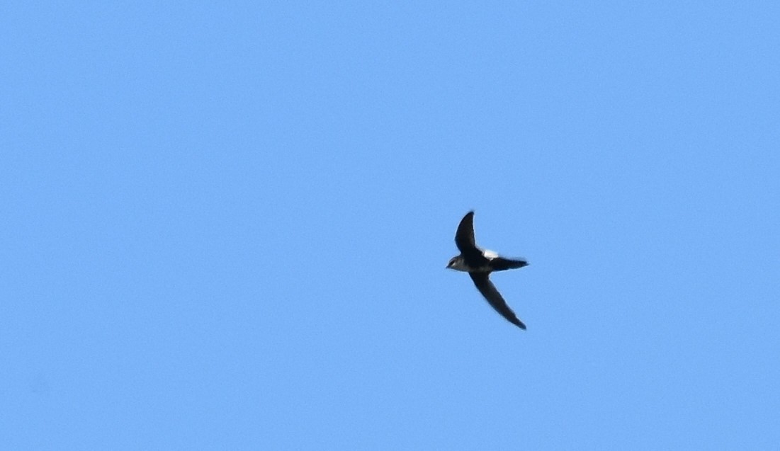 White-throated Swift - ML59289761