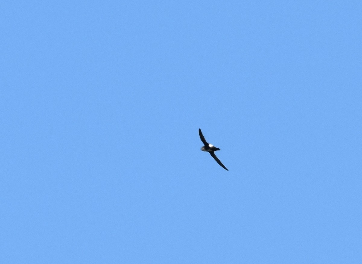 White-throated Swift - ML59289781