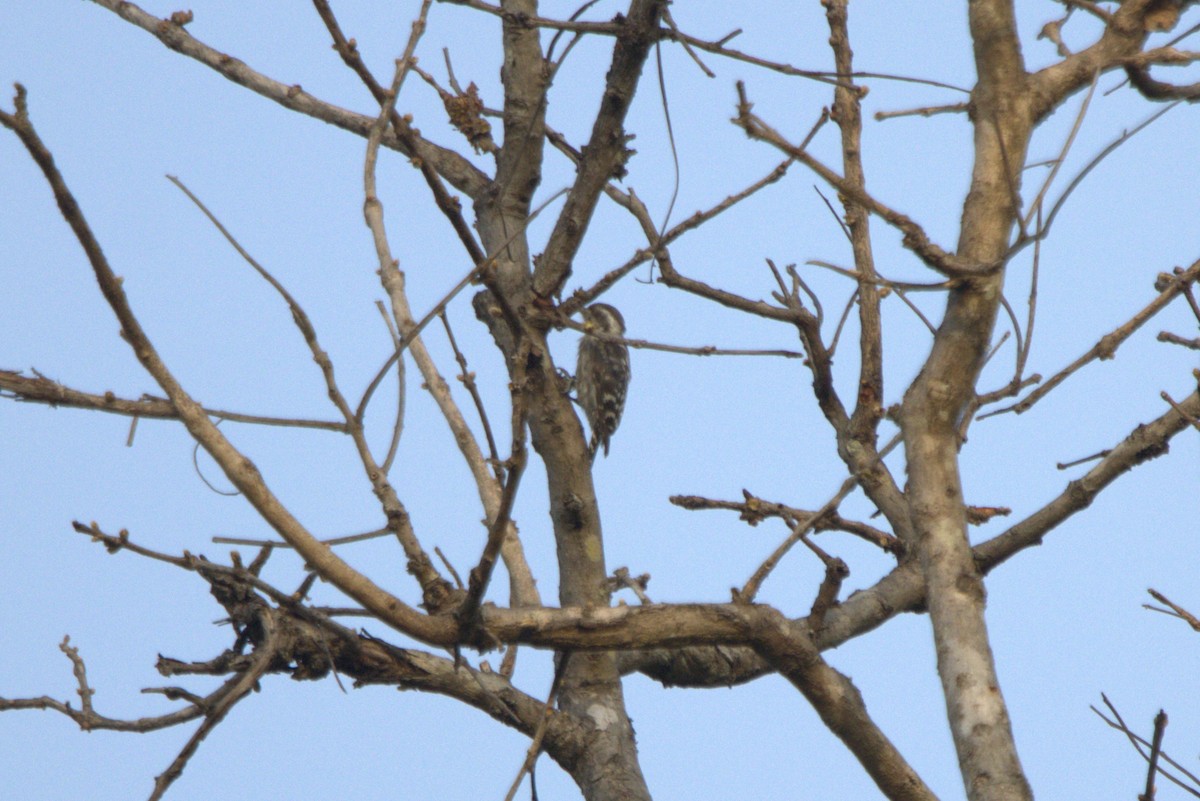 Brown-capped Pygmy Woodpecker - ML592898031