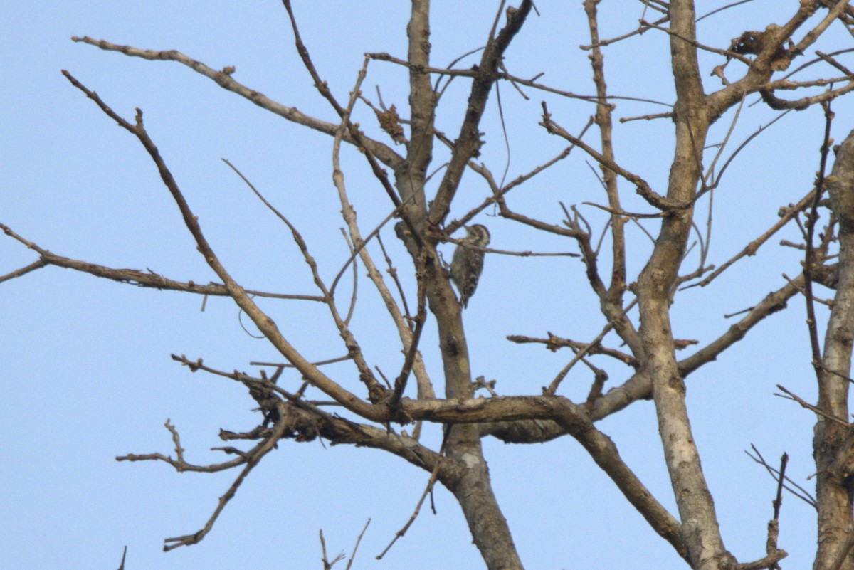 Brown-capped Pygmy Woodpecker - ML592898041