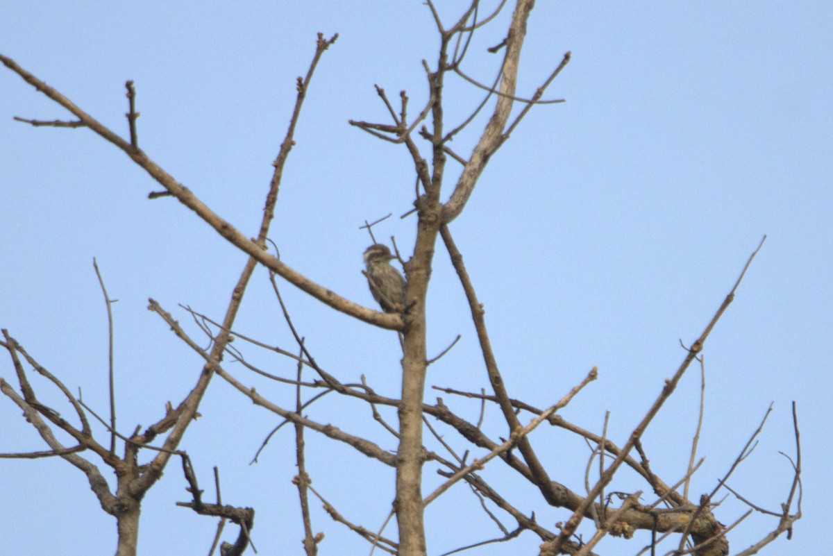 Brown-capped Pygmy Woodpecker - ML592898051