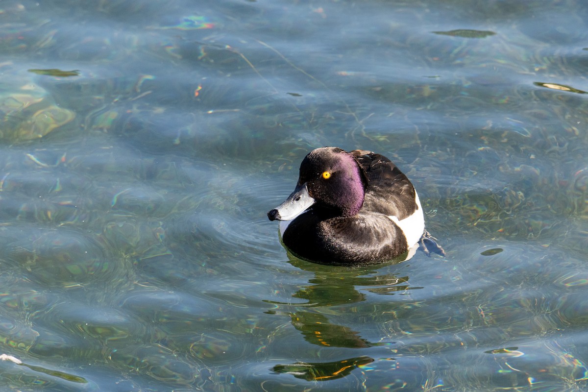 Tufted Duck - Rick Veazey