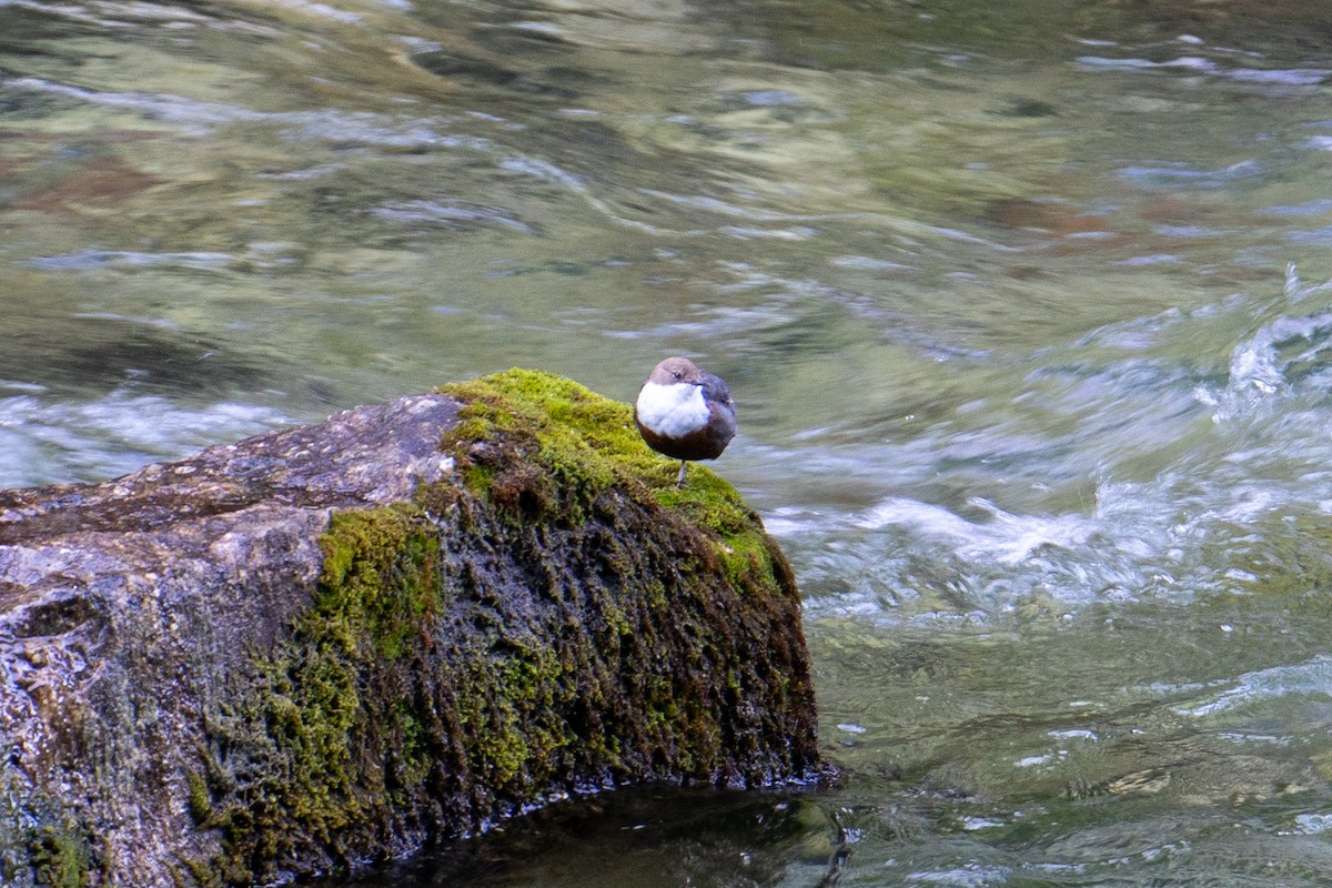 White-throated Dipper - Rick Veazey