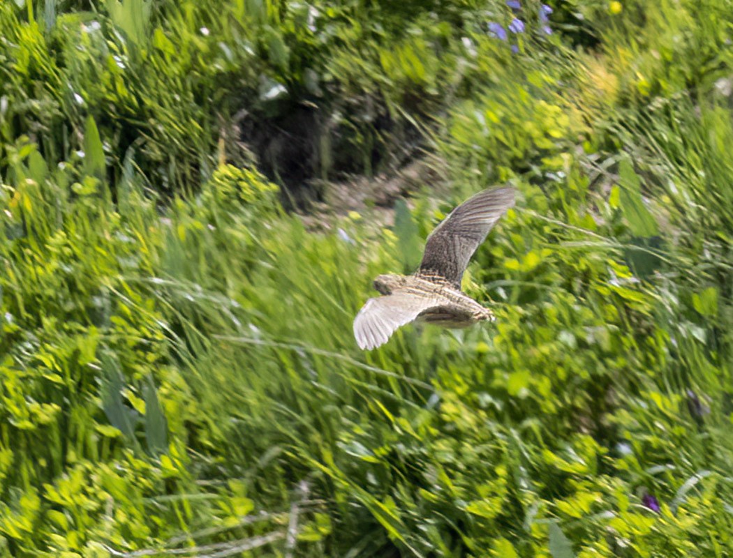 Common Quail - ML592899651