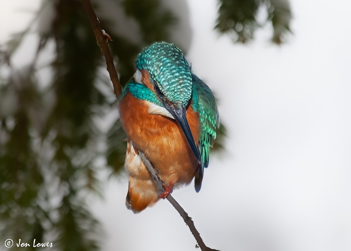 Common Kingfisher (Common) - ML592900261