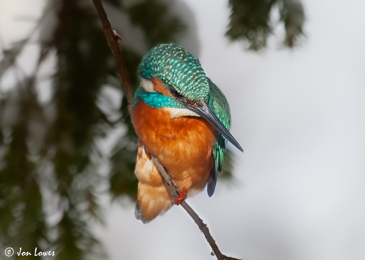 Common Kingfisher (Common) - ML592900271