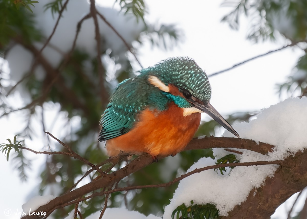 Common Kingfisher (Common) - ML592900281