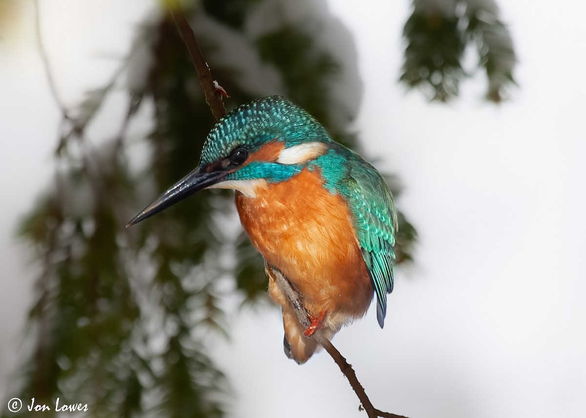 Common Kingfisher (Common) - ML592900291