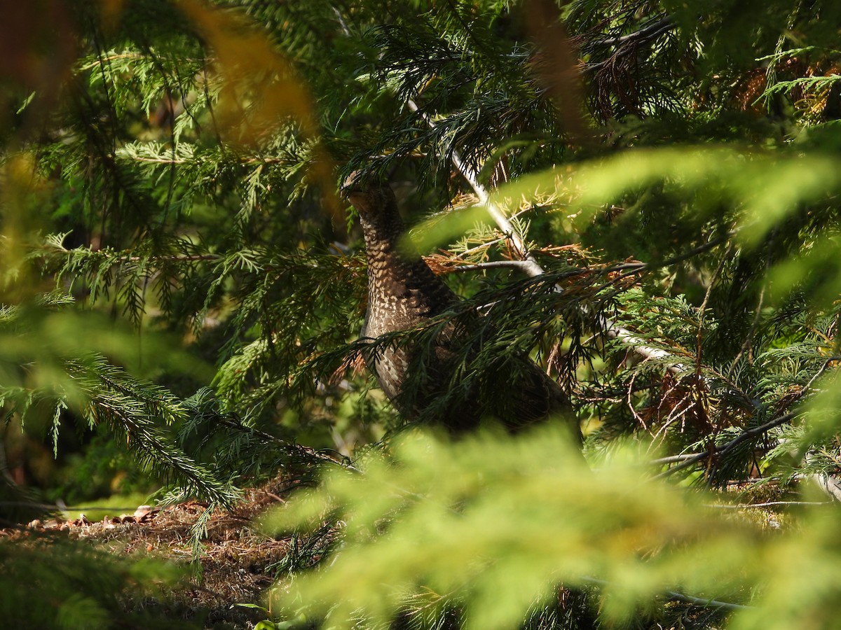 Sooty Grouse - ML592901171