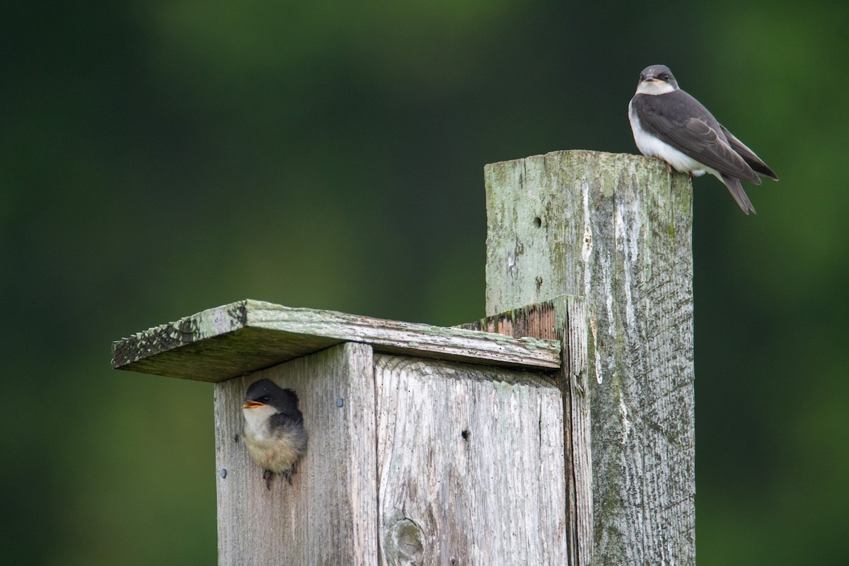 Tree Swallow - Tracey Paxson