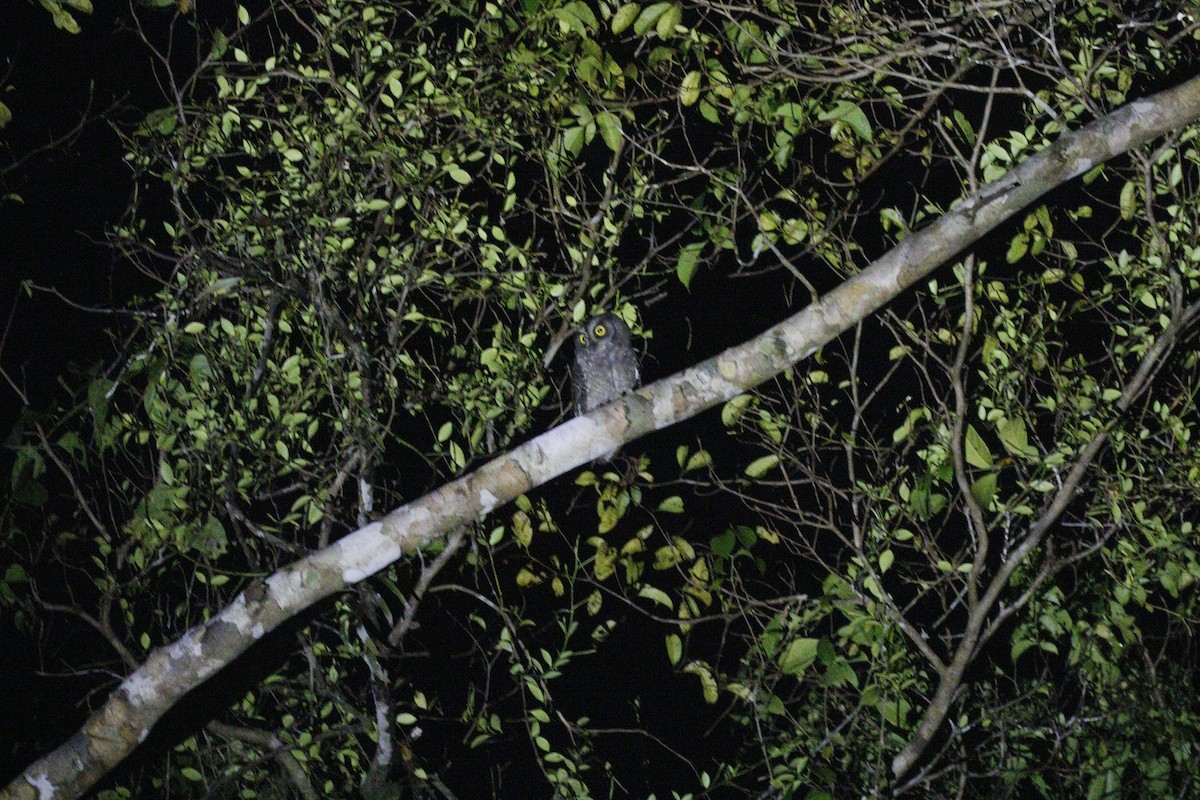 Biak Scops-Owl - ML592901531