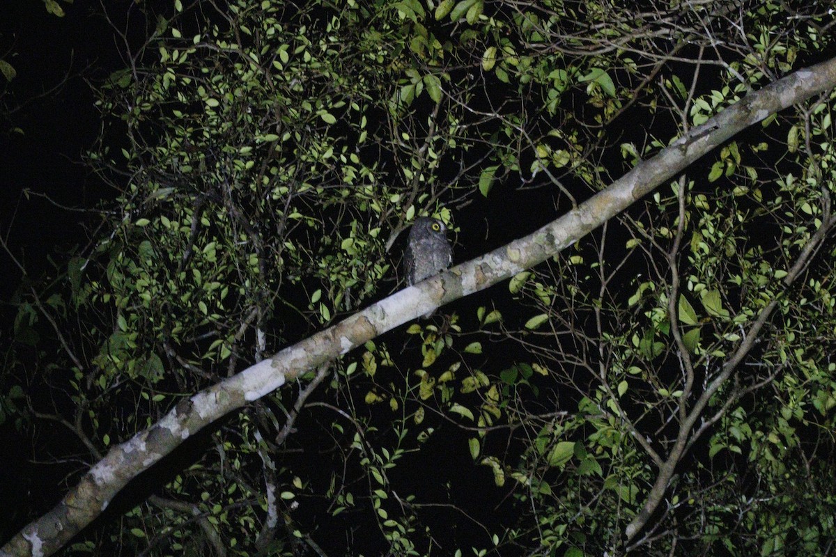Biak Scops-Owl - ML592901571