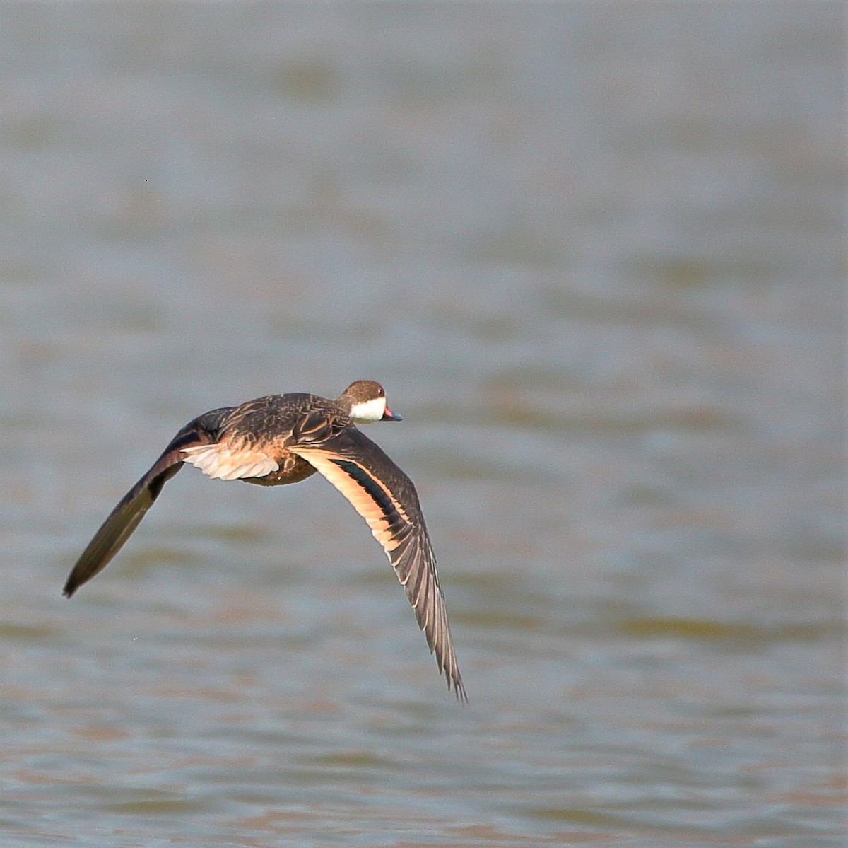 White-cheeked Pintail - ML592901741