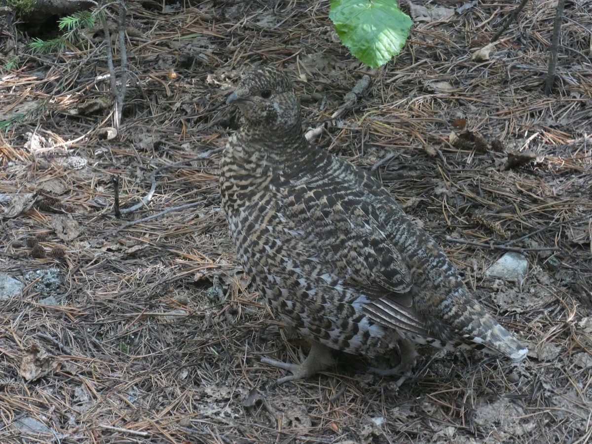 Spruce Grouse - ML592901761