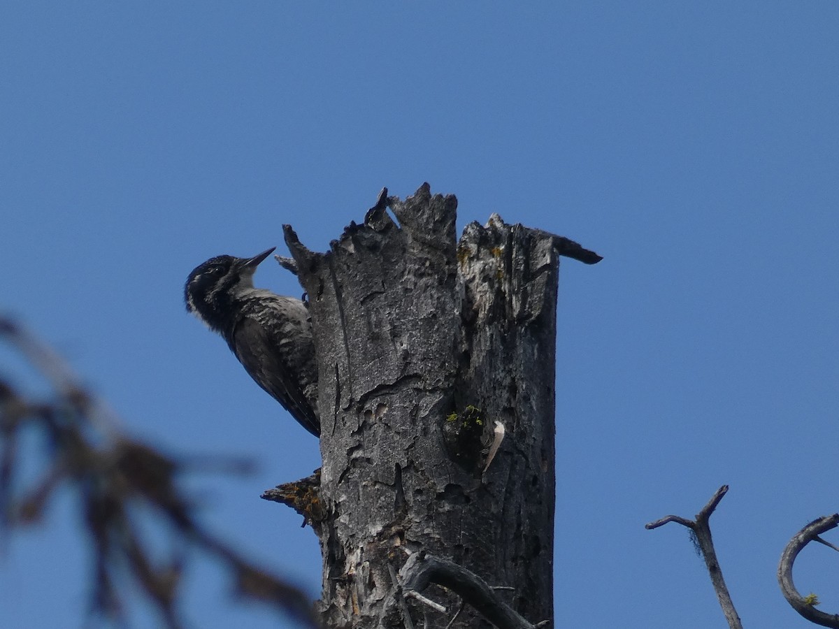 American Three-toed Woodpecker - ML592901861