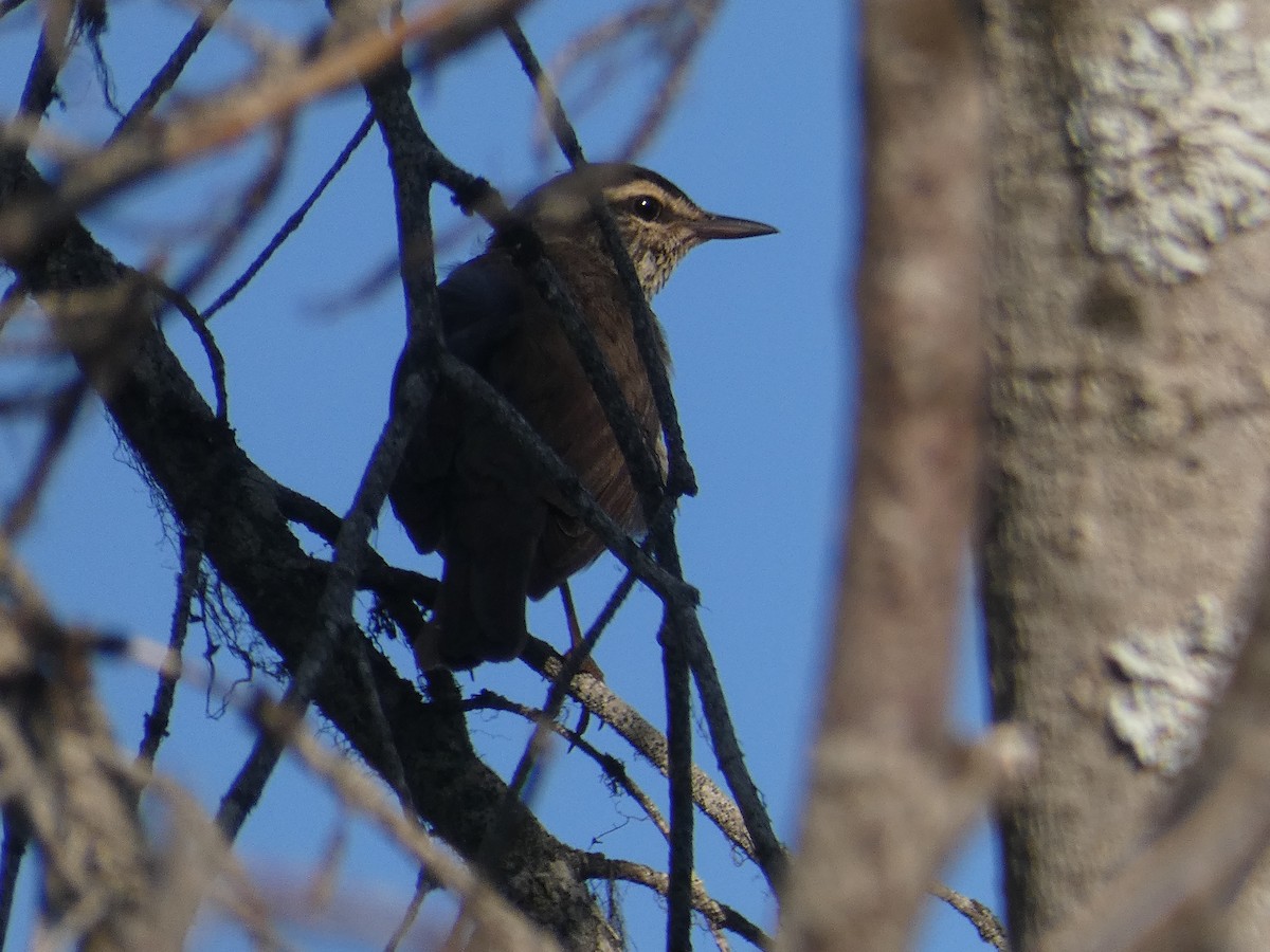 Northern Waterthrush - ML592902191