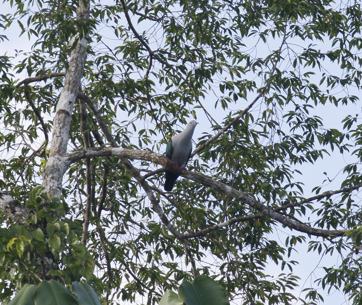 Geelvink Imperial-Pigeon - ML592902201