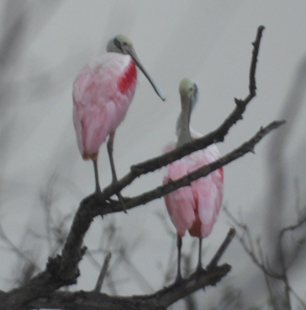 Roseate Spoonbill - ML592902841