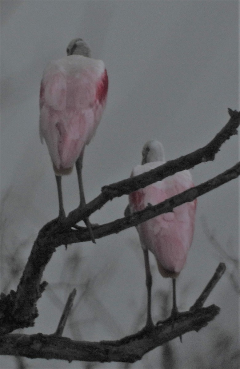 Roseate Spoonbill - ML592902981