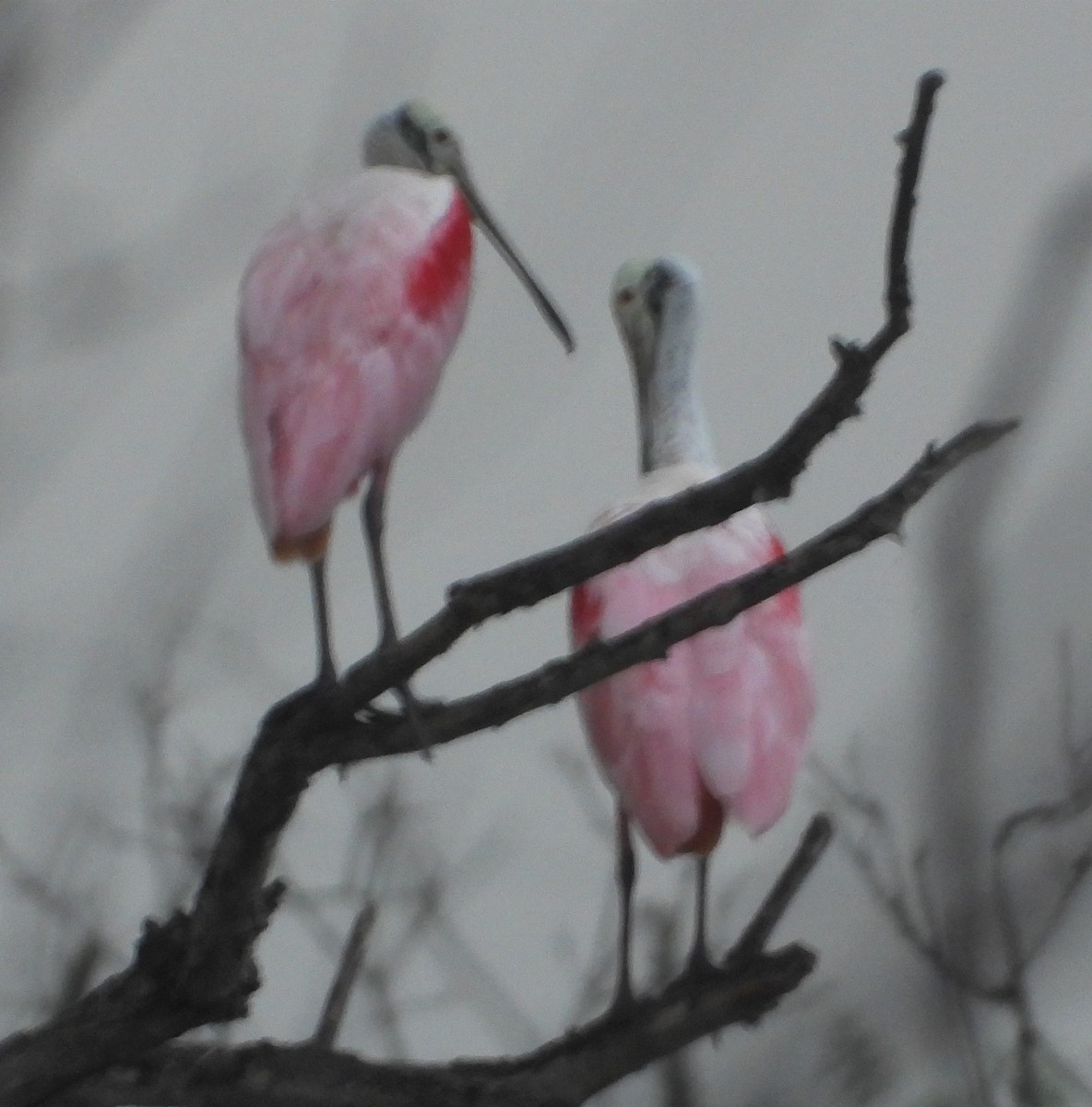 Roseate Spoonbill - ML592902991