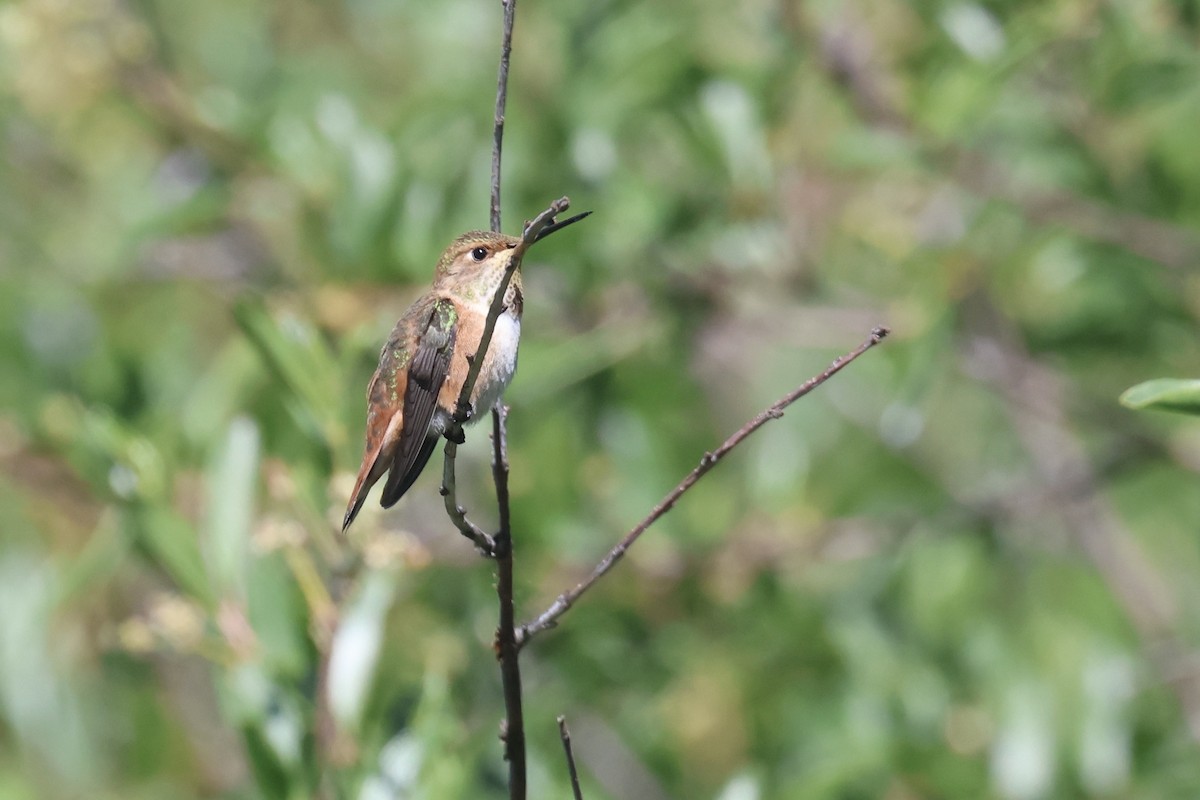 Rufous Hummingbird - Ryan Terrill