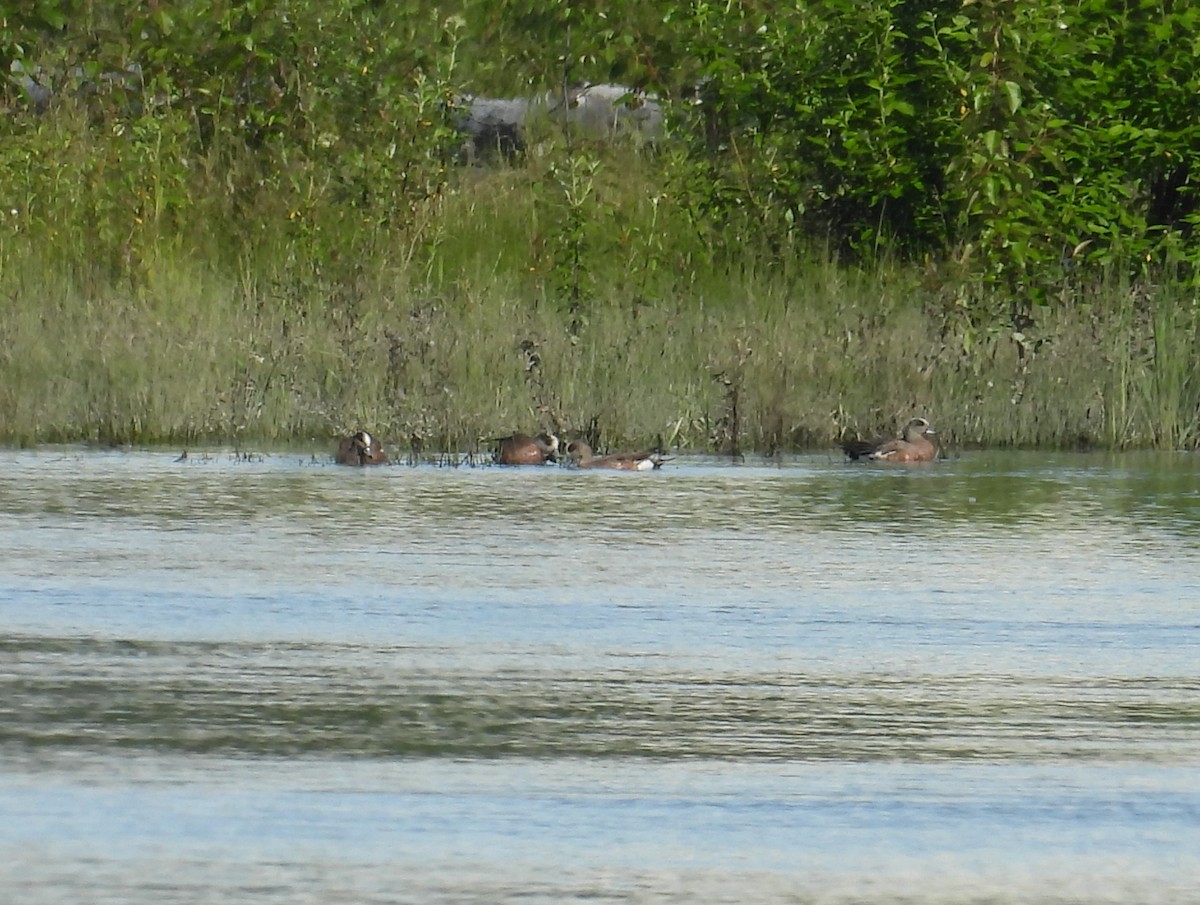 American Wigeon - ML592903811