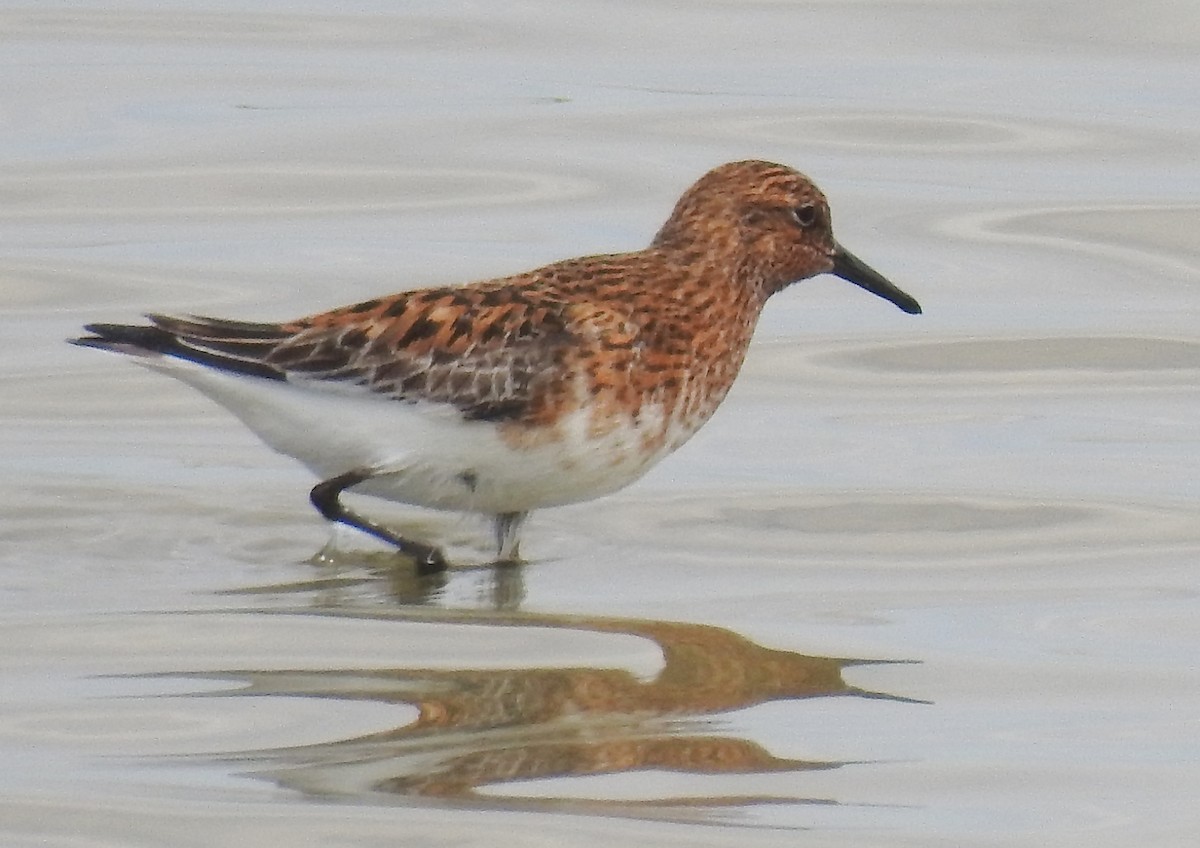 Sanderling - ML59290461