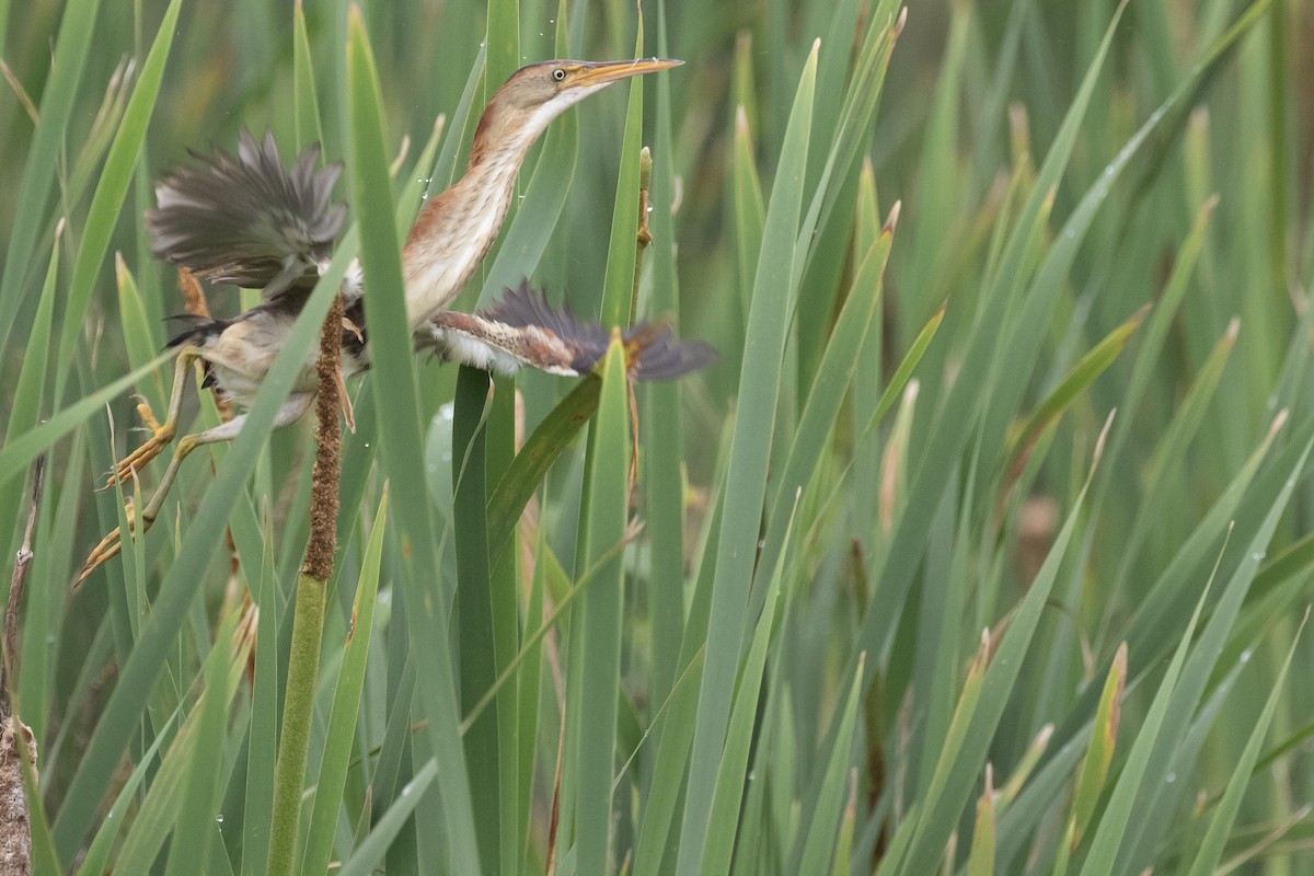 Least Bittern - ML592906641