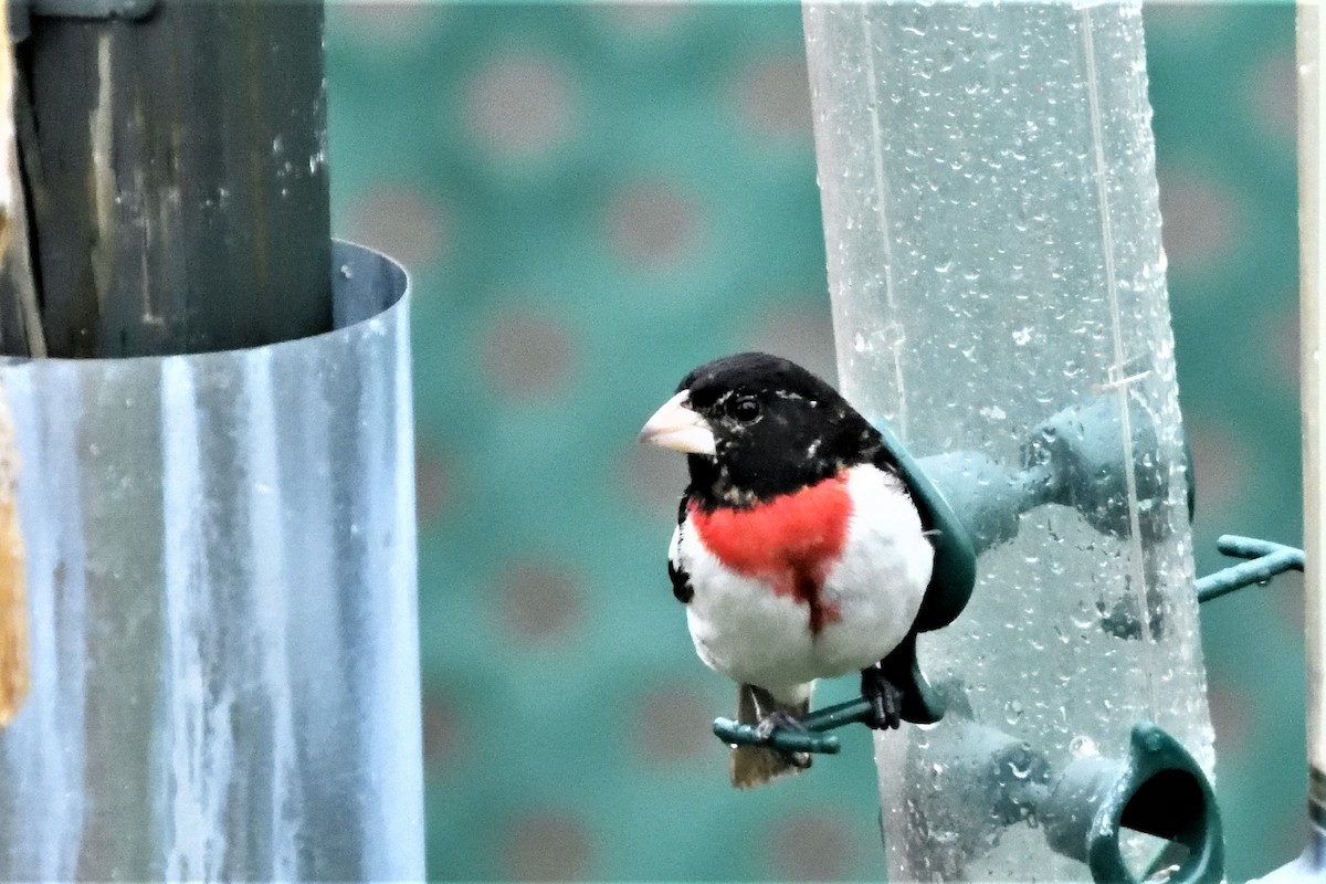 Rose-breasted Grosbeak - ML592907151