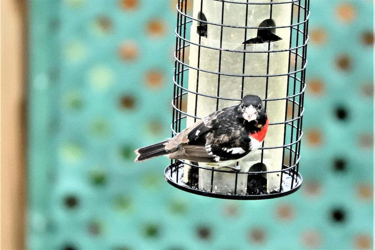 Rose-breasted Grosbeak - ML592907181