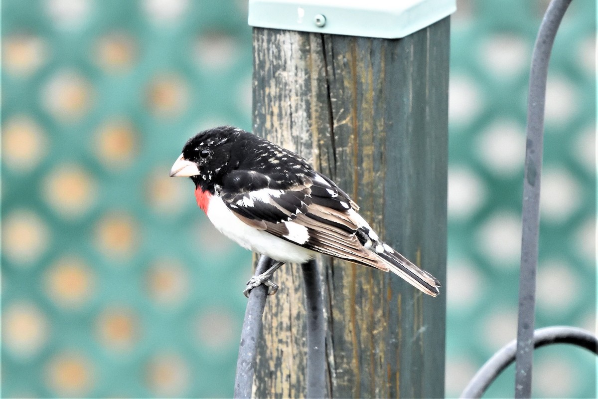 Rose-breasted Grosbeak - ML592907191