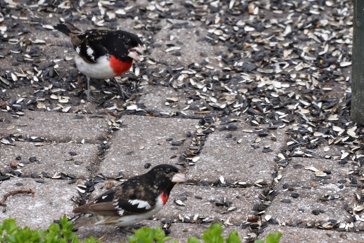 Rose-breasted Grosbeak - ML592907271