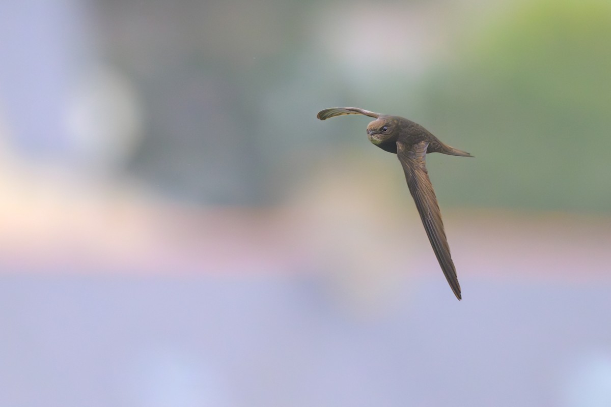 Common Swift - ML592907481