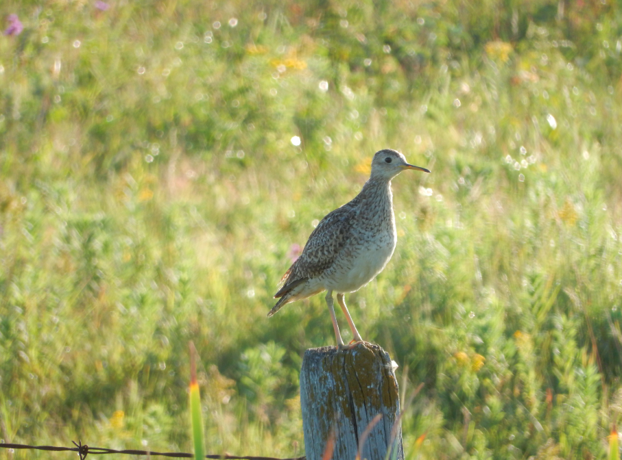 Upland Sandpiper - ML592908751