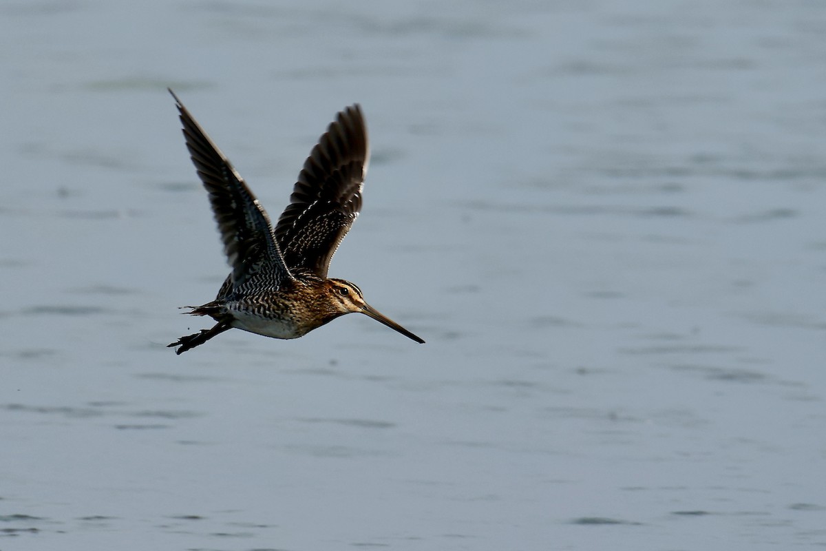 Common Snipe - Thomas Jungbauer