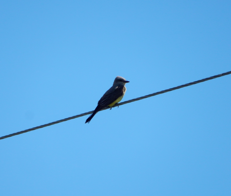 Western Kingbird - ML592908921