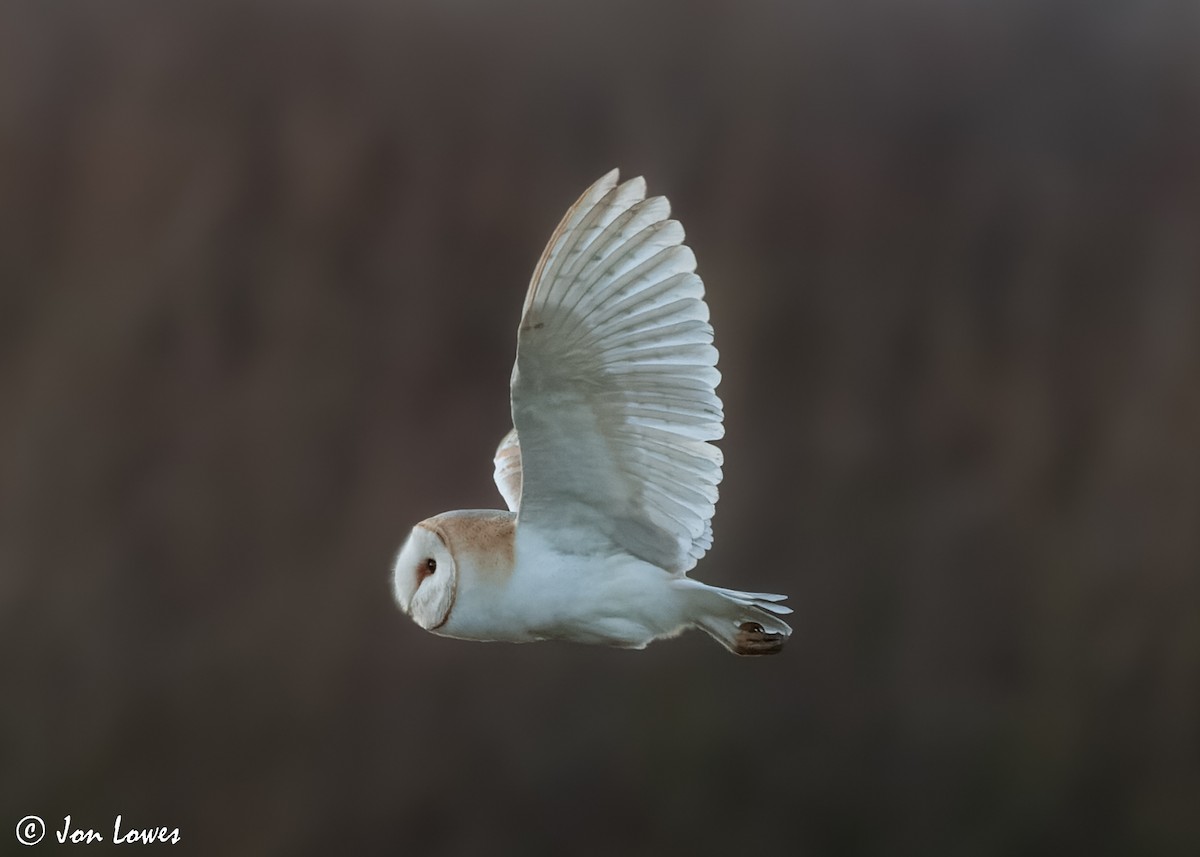 Barn Owl (Eurasian) - Jon Lowes