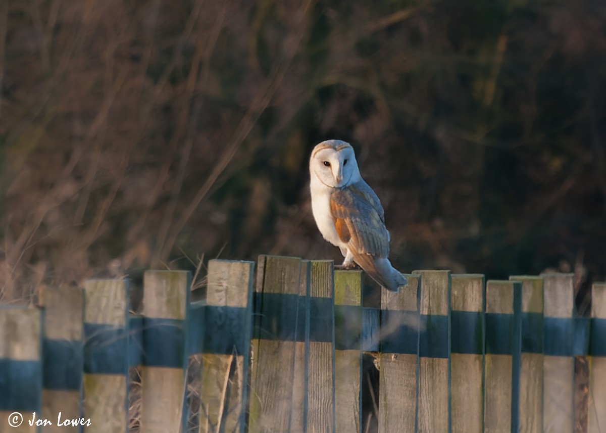 Barn Owl (Eurasian) - Jon Lowes