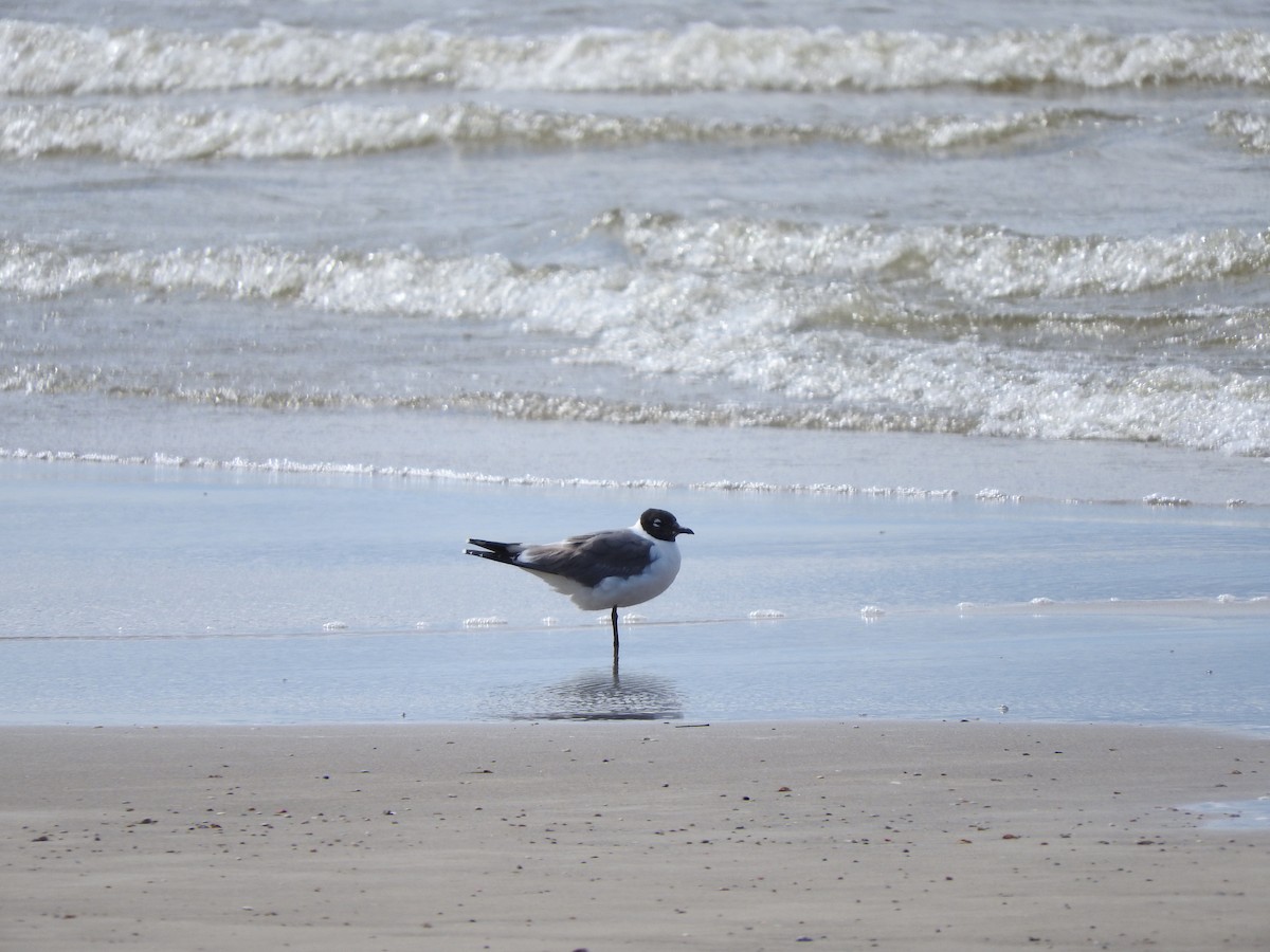 Mouette de Franklin - ML592910441