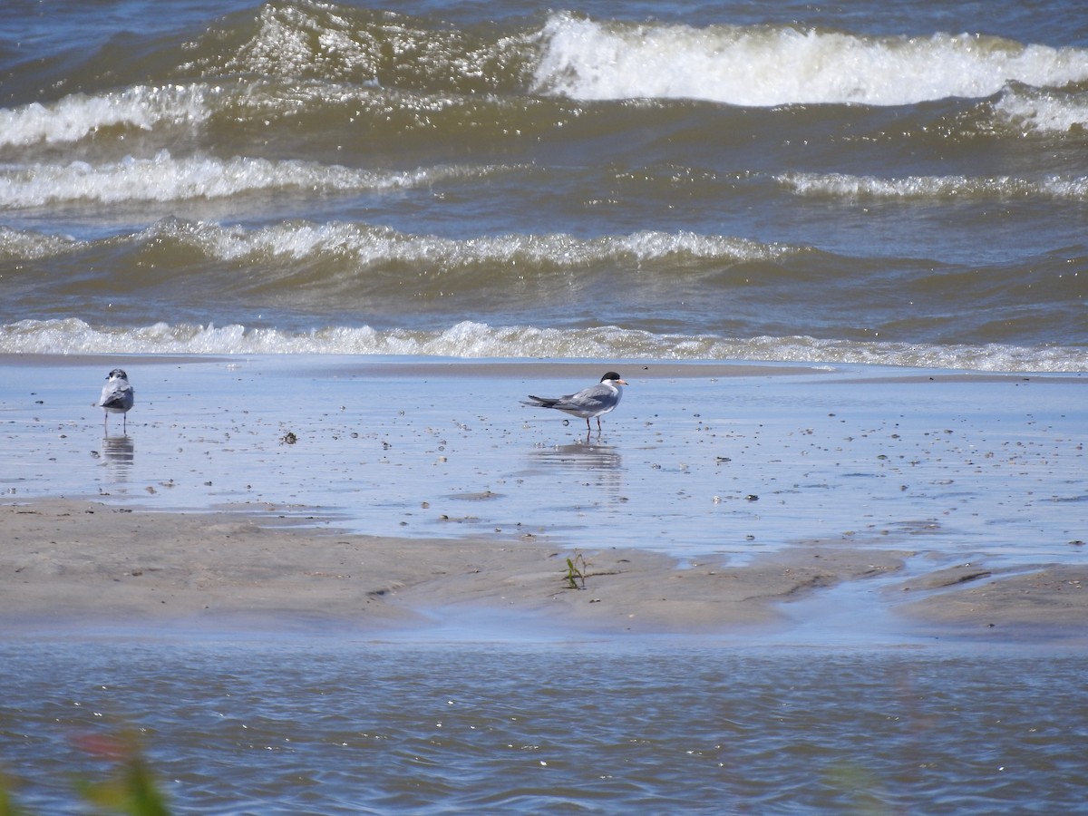 Forster's Tern - ML592910471