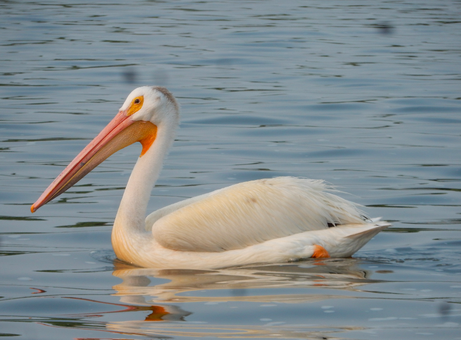 American White Pelican - Tony Crasto