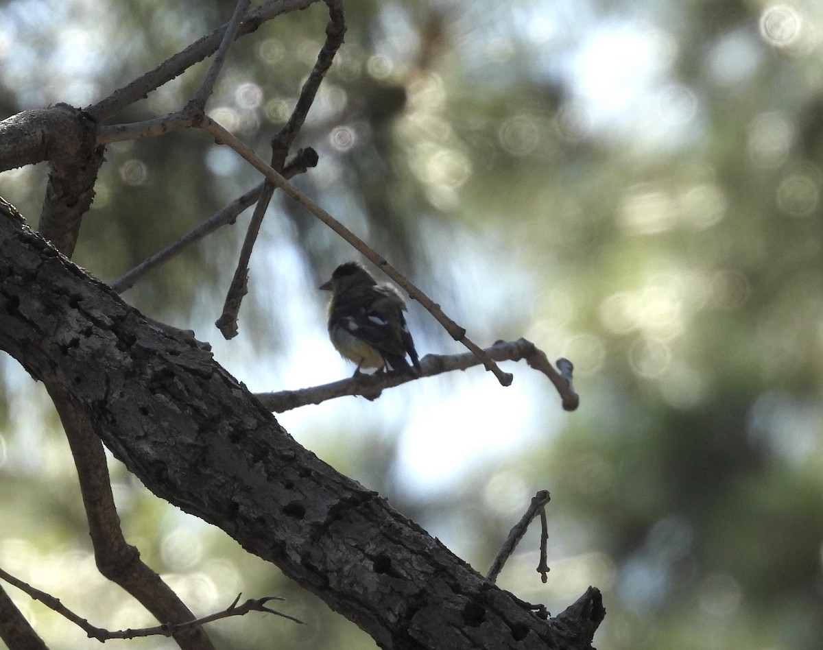 Lesser Goldfinch - ML592911351