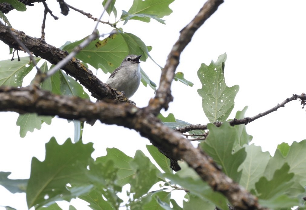 Plumbeous Vireo - Scott Pendleton