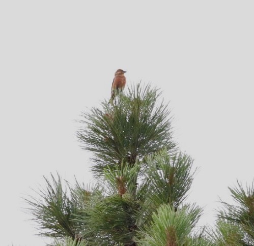 Red Crossbill - ML592912021