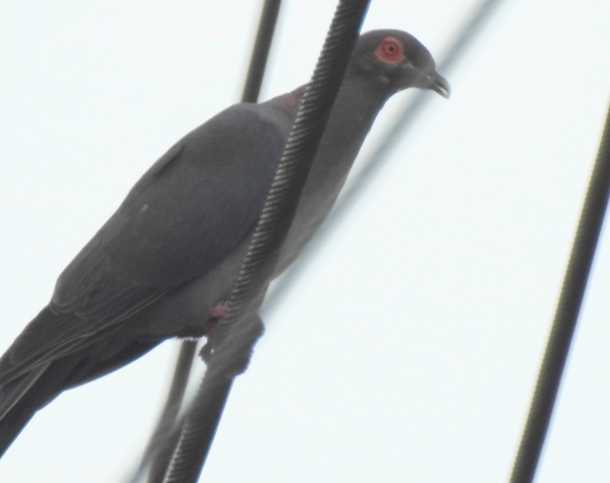 Scaly-naped Pigeon - ML592912411