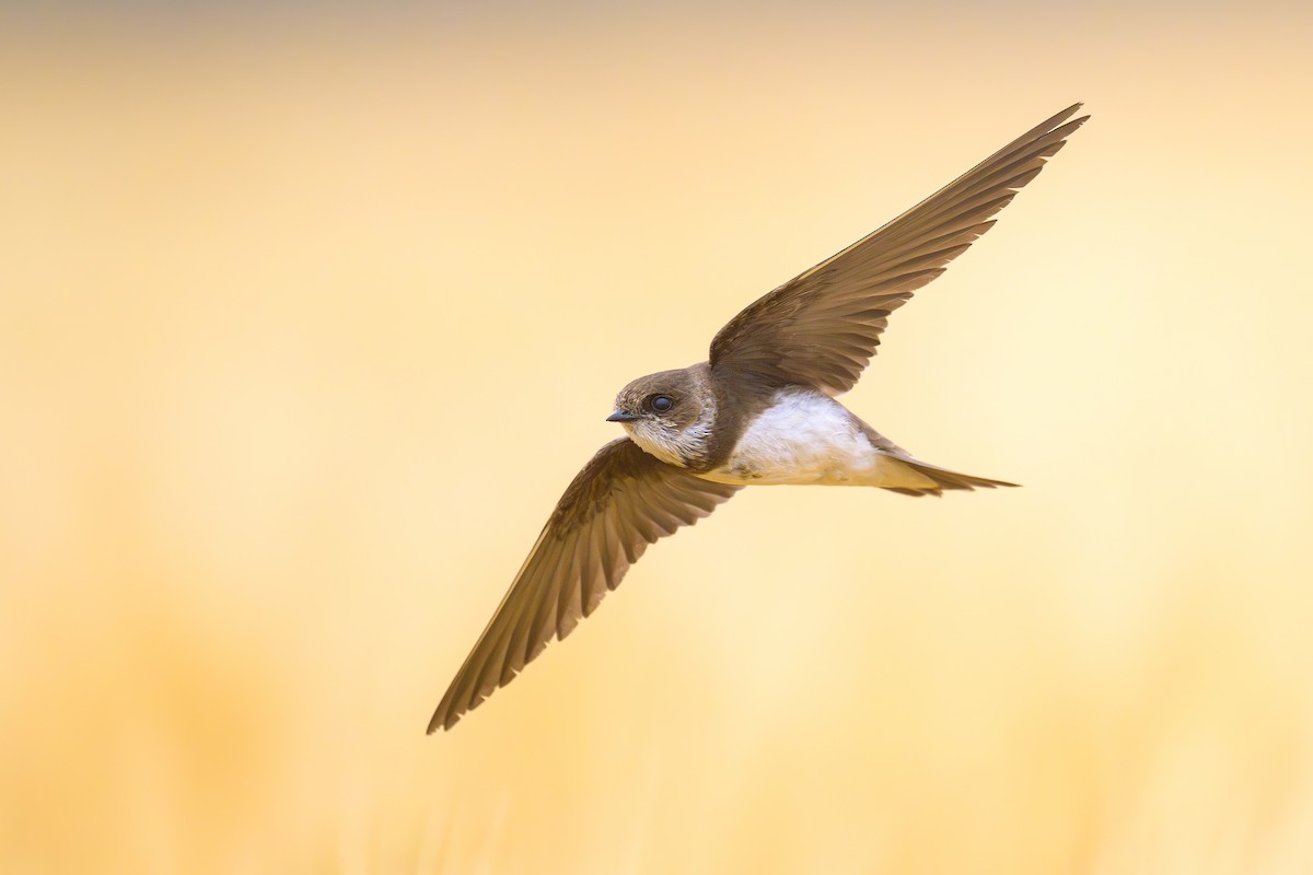 Bank Swallow - Sylvain Reyt