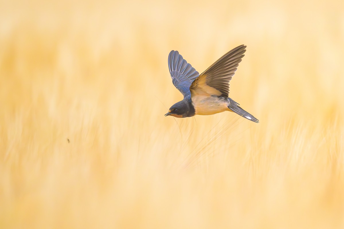 Barn Swallow - ML592913151