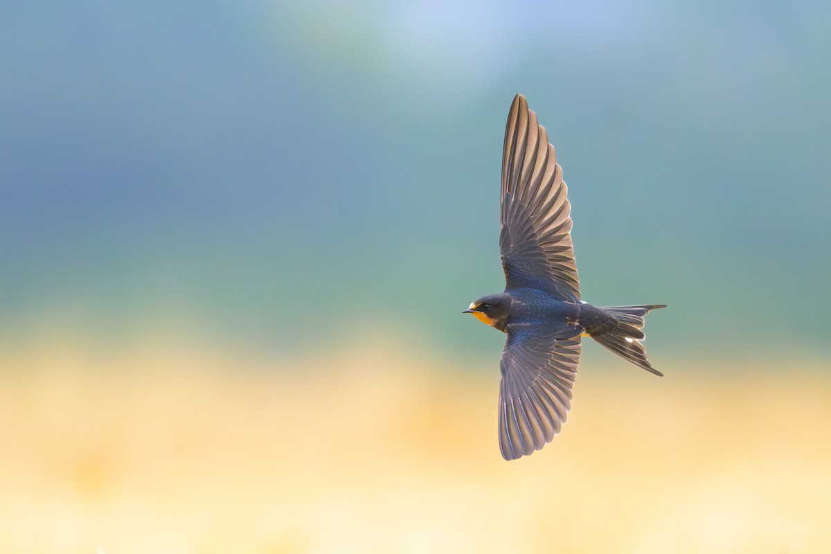 Barn Swallow - ML592913341