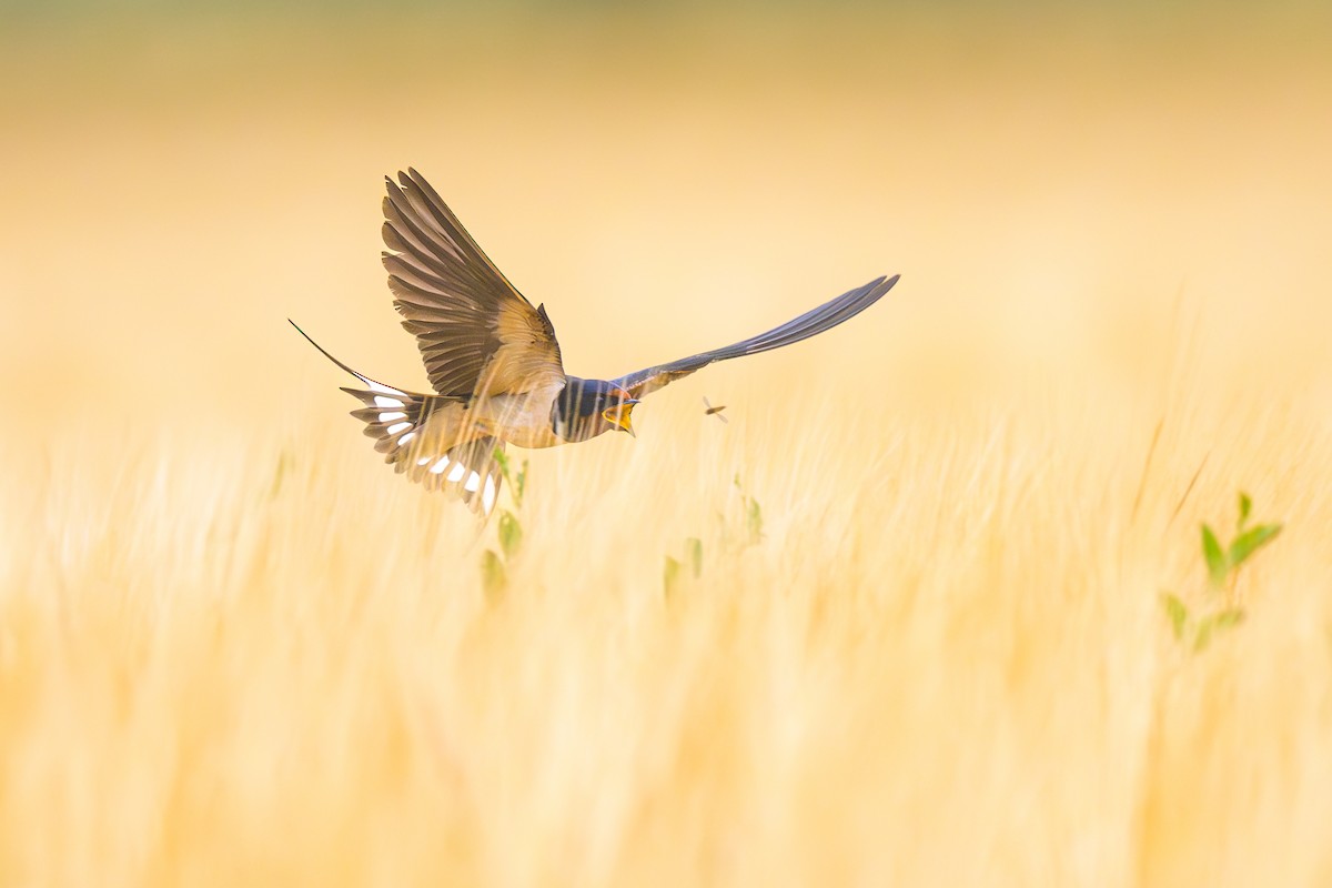 Barn Swallow - ML592913351